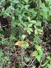 Heliconius charithonia