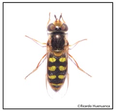 Austroscaeva occidentalis