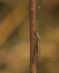 Ameropterus