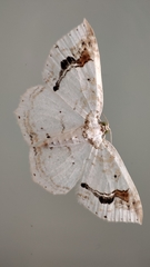 Asthena undulata