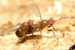 Chymomyza procnemoides