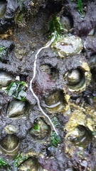 Amphiporus formidabilis