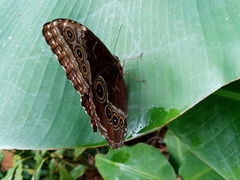 Morpho helenor