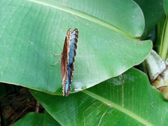 Morpho helenor