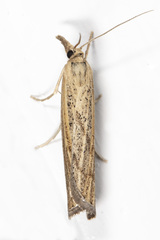 Pediasia dorsipunctellus