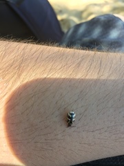 Kuschelina mathematica