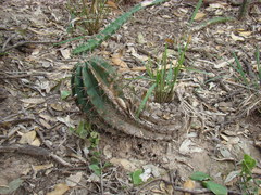 Echinopsis rhodotricha