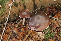 Cortinarius athabascus