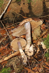 Cortinarius athabascus