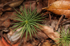 Dawsonia superba