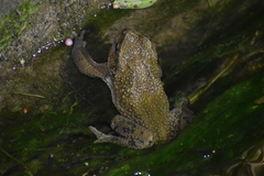 Rhinella limensis