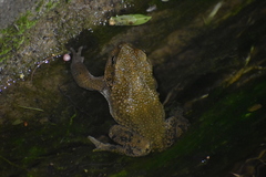 Rhinella limensis