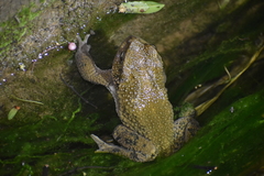 Rhinella limensis