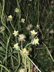 Tridax procumbens