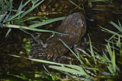 Rhinella limensis