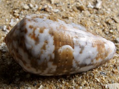 Conus monachus