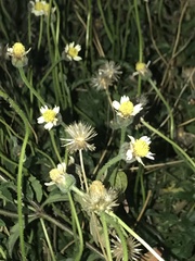 Tridax procumbens