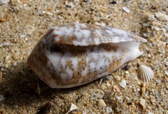 Conus monachus