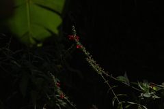 Salvia ozolotepecensis