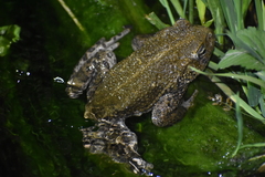 Rhinella limensis
