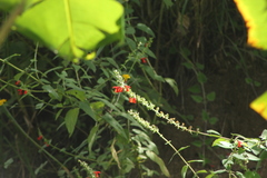 Salvia ozolotepecensis