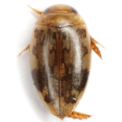 Laccophilus maculosus