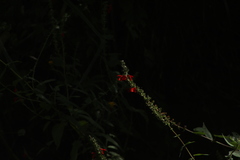 Salvia ozolotepecensis