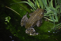 Rhinella limensis