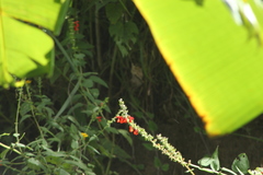 Salvia ozolotepecensis