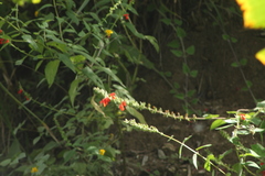 Salvia ozolotepecensis