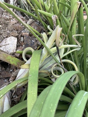 Tillandsia intermedia