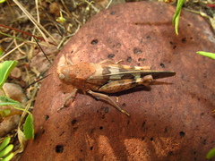 Leprus