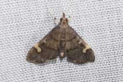 Deuterophysa