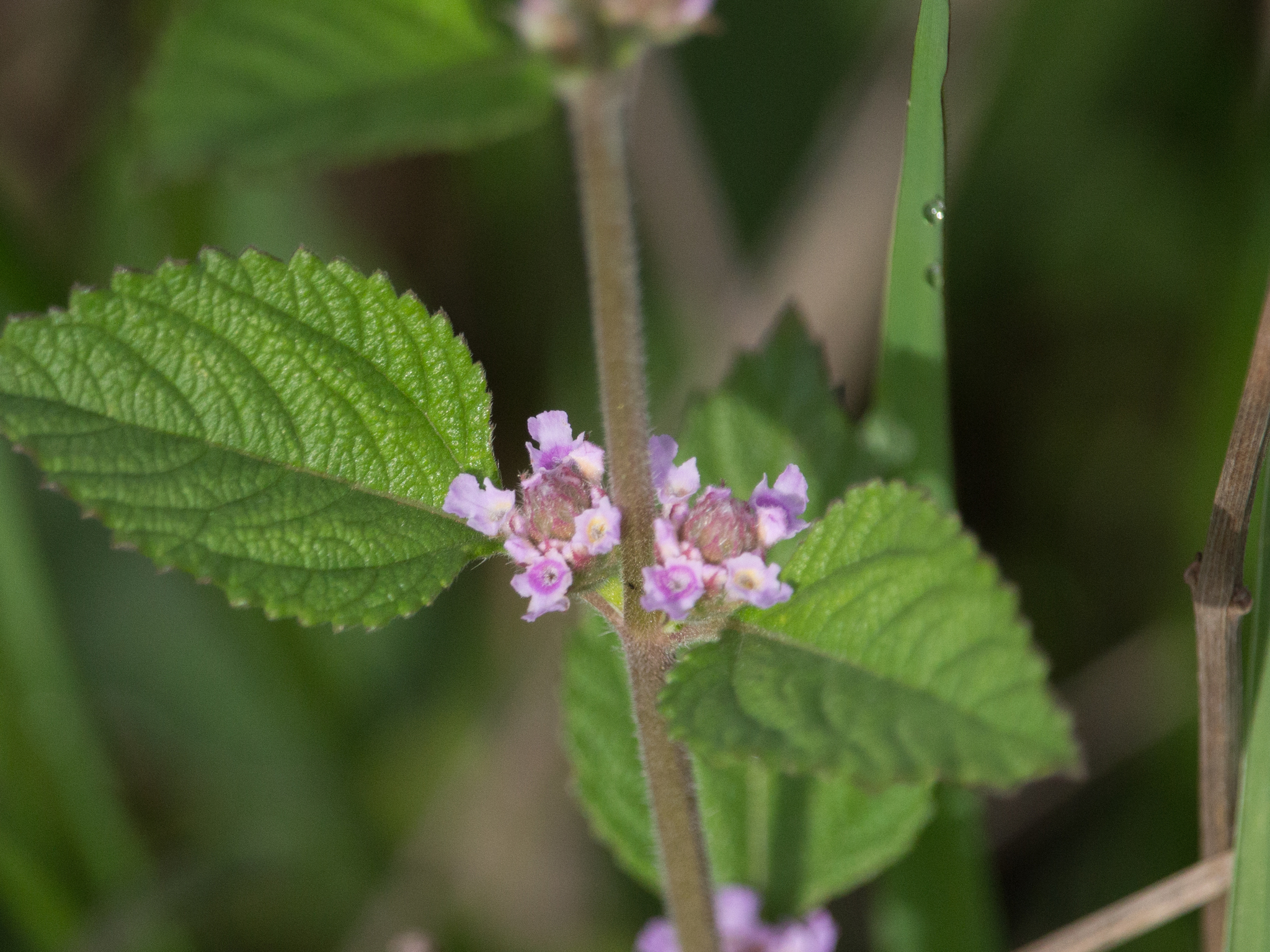 Lippia alba