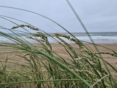 Panicum racemosum