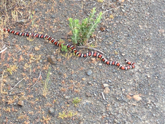 Lampropeltis multifasciata
