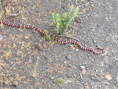 Lampropeltis multifasciata