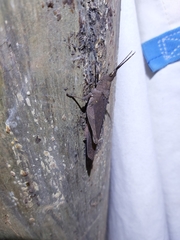 Desmoptera truncatipennis