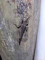 Desmoptera truncatipennis