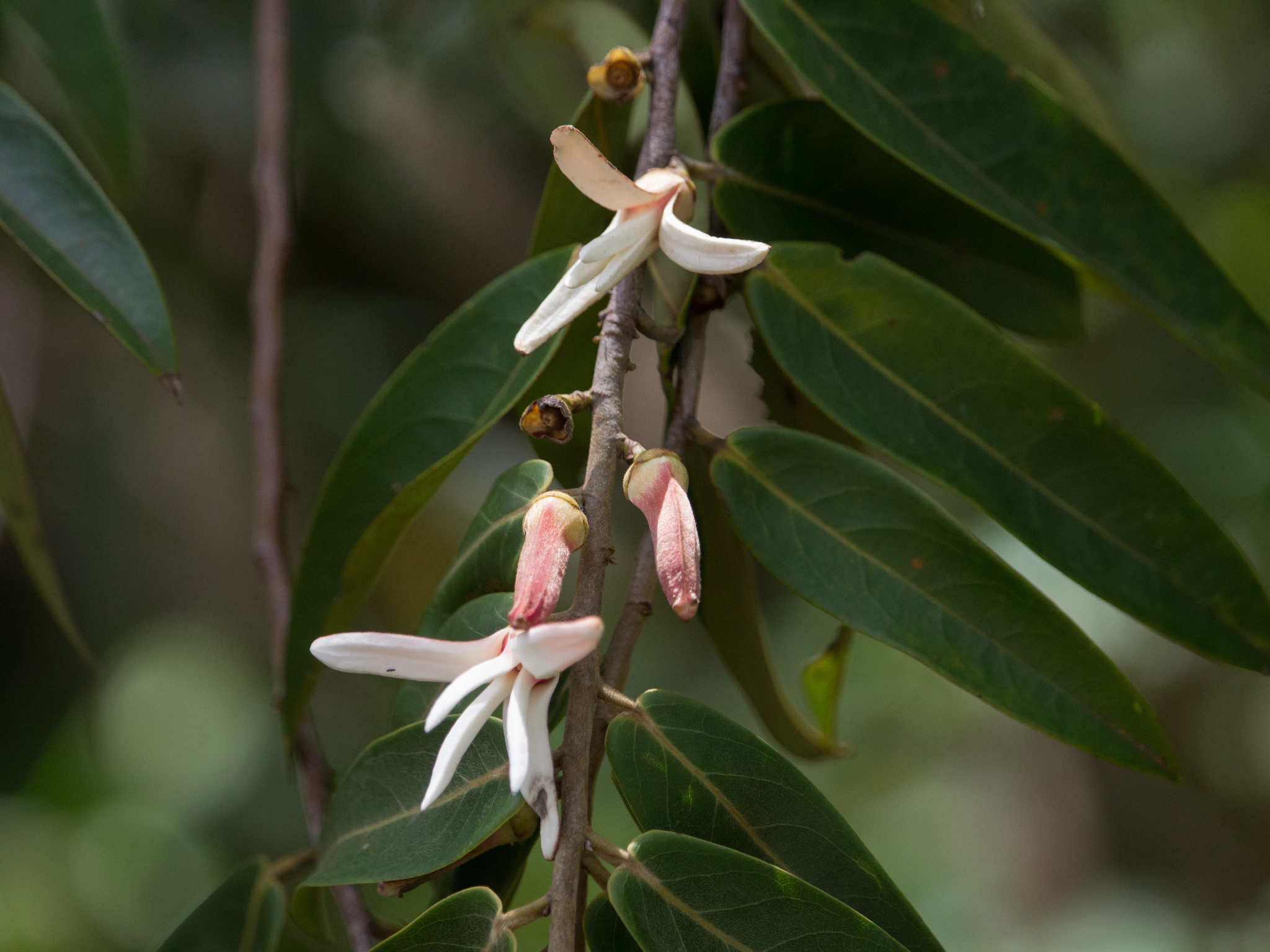Xylopia aromatica