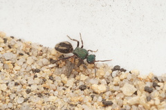 Ephutomorpha princeps