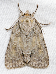 Acronicta modica