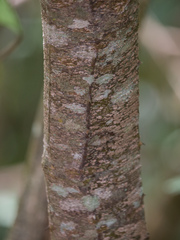 Xylopia