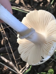 Amanita verna