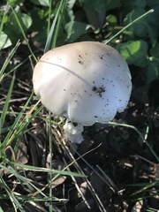 Amanita verna