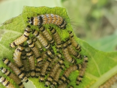 Dysschema leucophaea