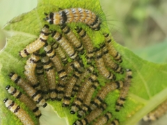 Dysschema leucophaea