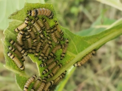 Dysschema leucophaea