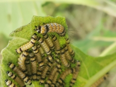 Dysschema leucophaea