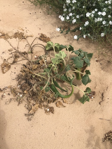 Sanddune unicorn-plant (Proboscidea sabulosa)